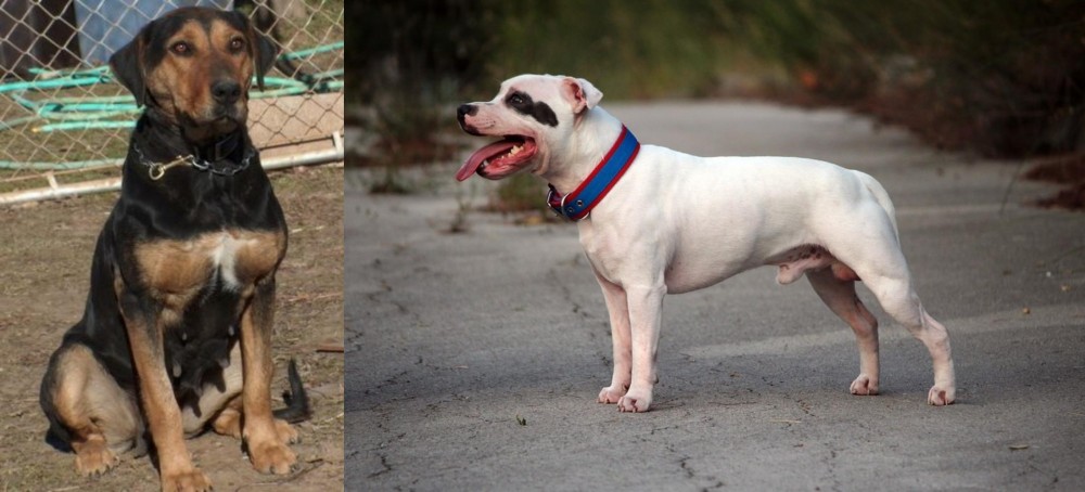 Staffordshire Bull Terrier vs New Zealand Huntaway - Breed Comparison