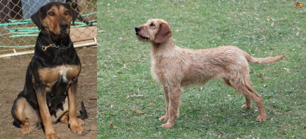 Styrian Coarse Haired Hound vs New Zealand Huntaway - Breed Comparison