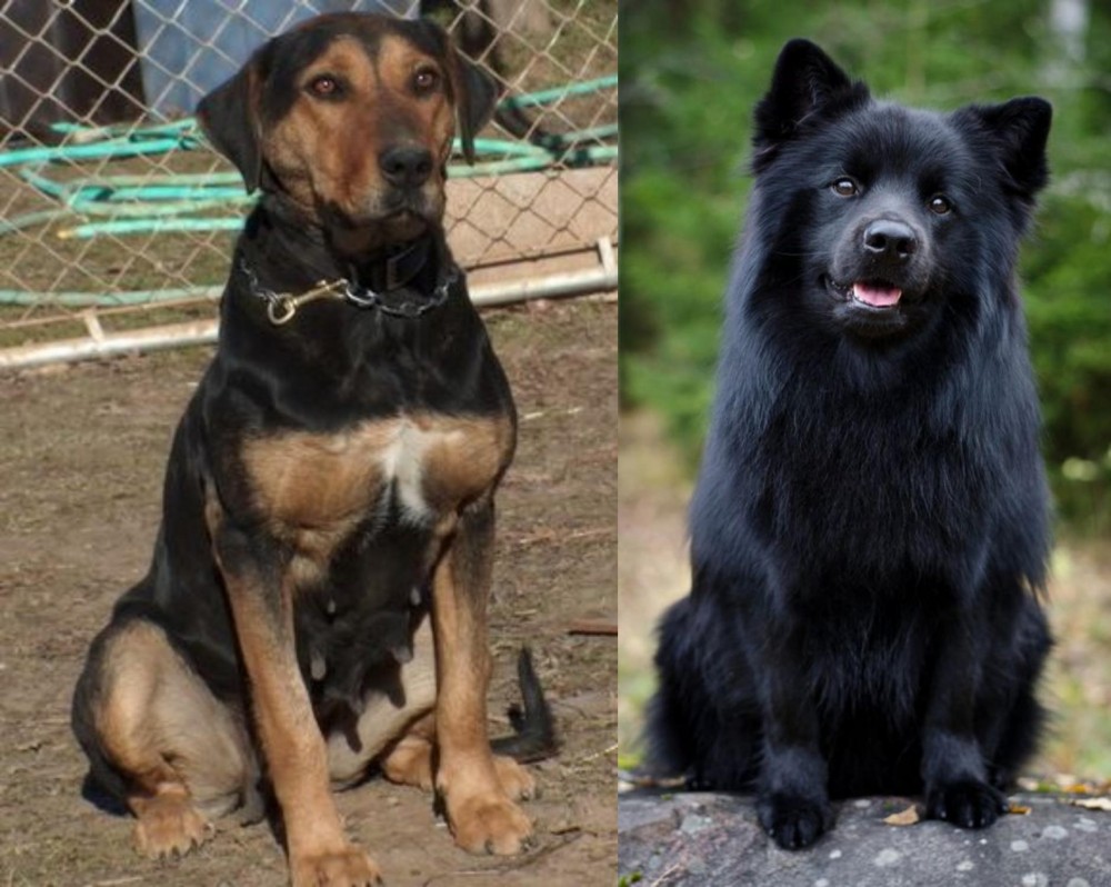Swedish Lapphund vs New Zealand Huntaway - Breed Comparison