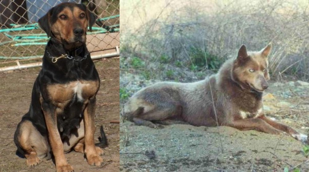 Tahltan Bear Dog vs New Zealand Huntaway - Breed Comparison
