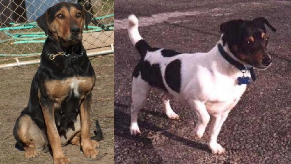 Teddy Roosevelt Terrier vs New Zealand Huntaway - Breed Comparison