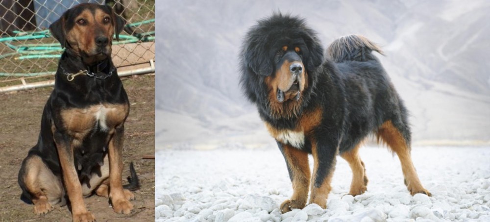Tibetan Mastiff vs New Zealand Huntaway - Breed Comparison