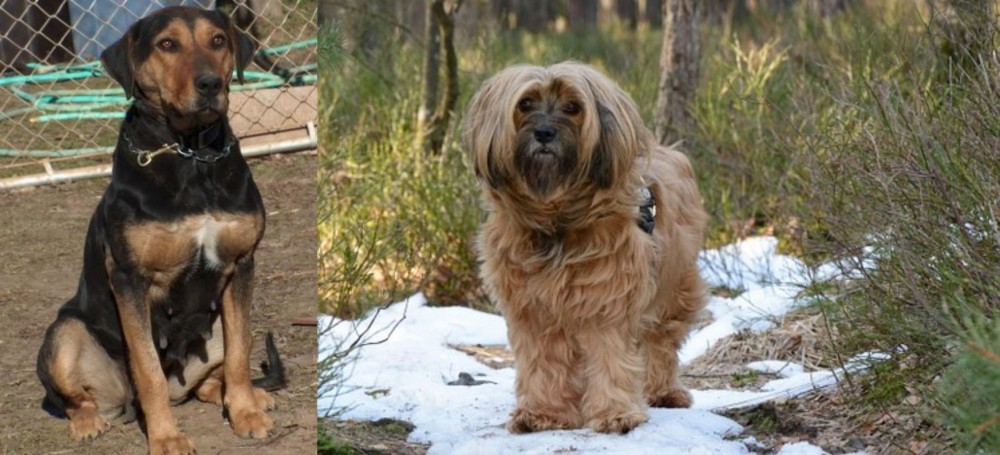 Tibetan Terrier vs New Zealand Huntaway - Breed Comparison