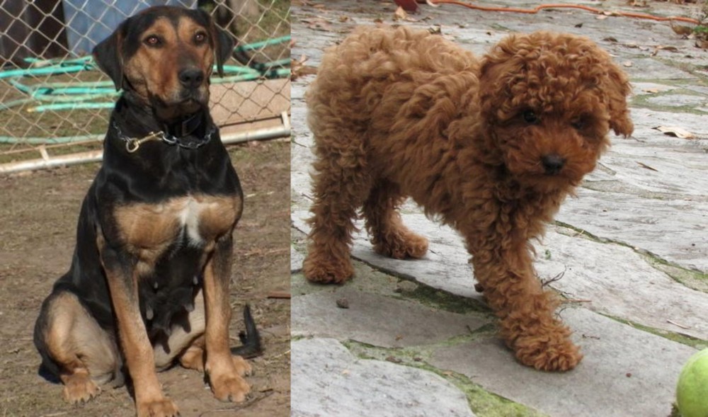 Toy Poodle vs New Zealand Huntaway - Breed Comparison