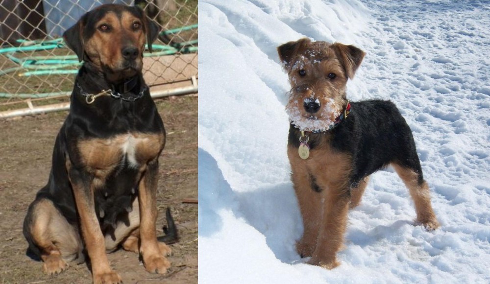 Welsh Terrier vs New Zealand Huntaway - Breed Comparison