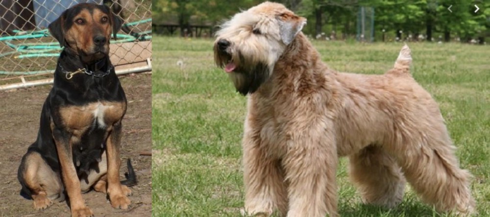 Wheaten Terrier vs New Zealand Huntaway - Breed Comparison