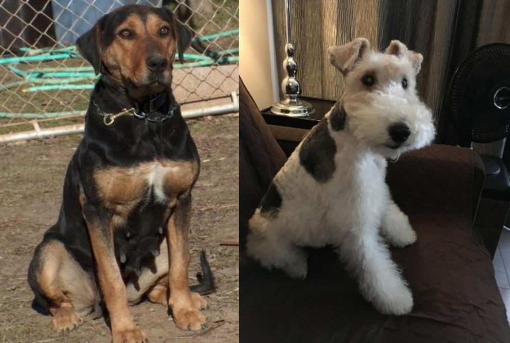 Wire Haired Fox Terrier vs New Zealand Huntaway - Breed Comparison