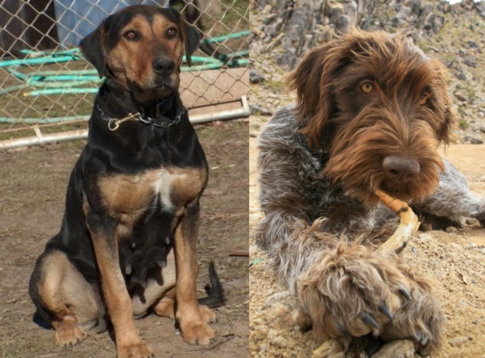Wirehaired Pointing Griffon vs New Zealand Huntaway - Breed Comparison
