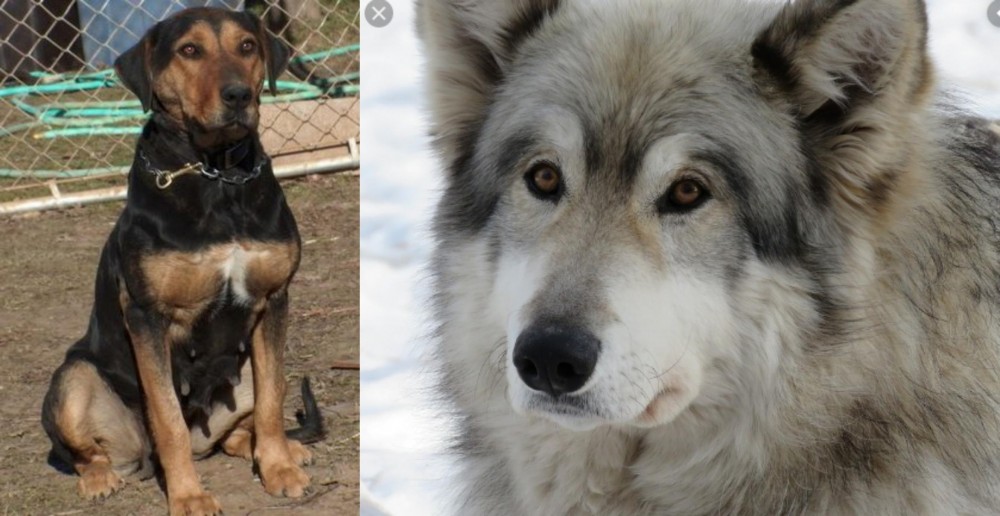 Wolfdog vs New Zealand Huntaway - Breed Comparison