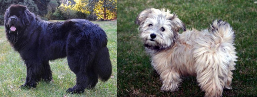 Havapoo vs Newfoundland Dog - Breed Comparison