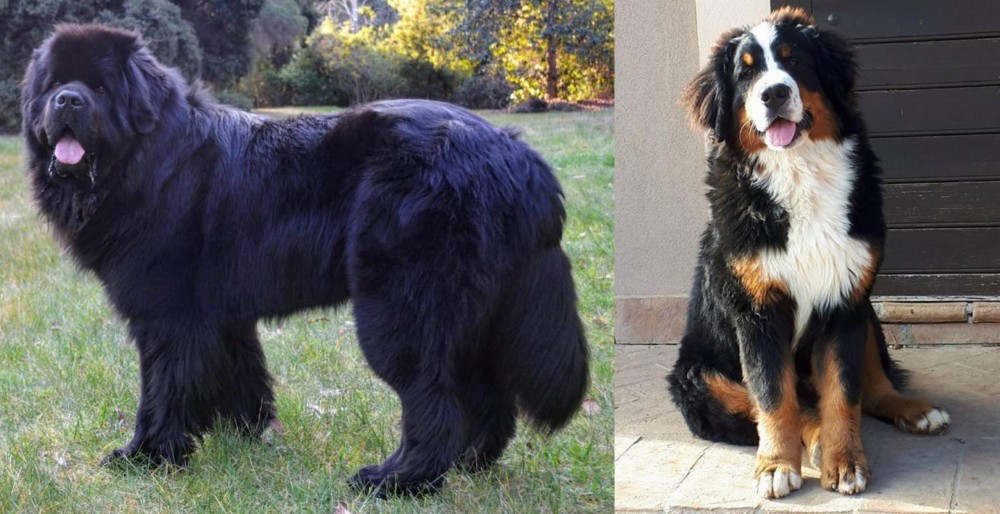 Mountain Burmese vs Newfoundland Dog - Breed Comparison