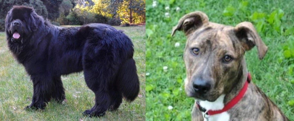 Mountain Cur vs Newfoundland Dog - Breed Comparison