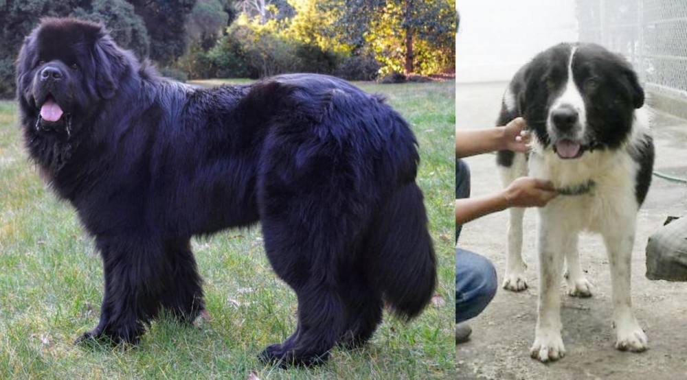 Mucuchies vs Newfoundland Dog - Breed Comparison
