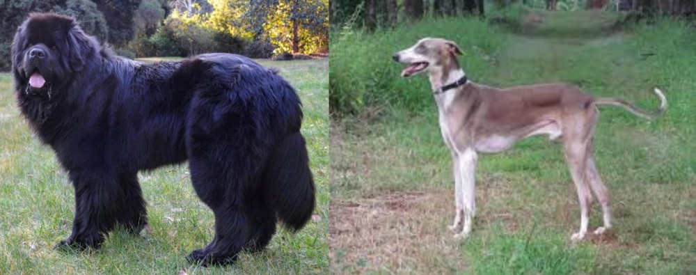 Mudhol Hound vs Newfoundland Dog - Breed Comparison