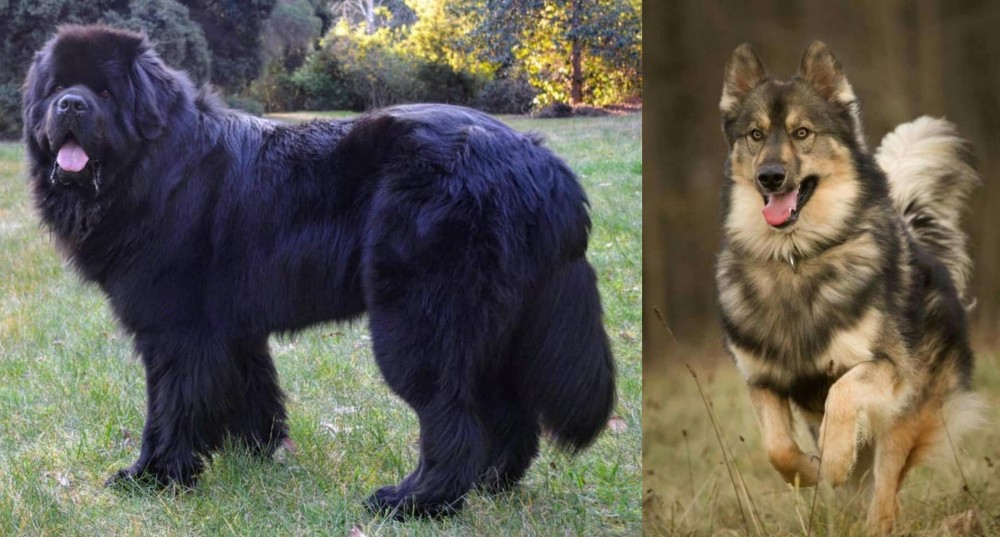 Native American Indian Dog vs Newfoundland Dog - Breed Comparison