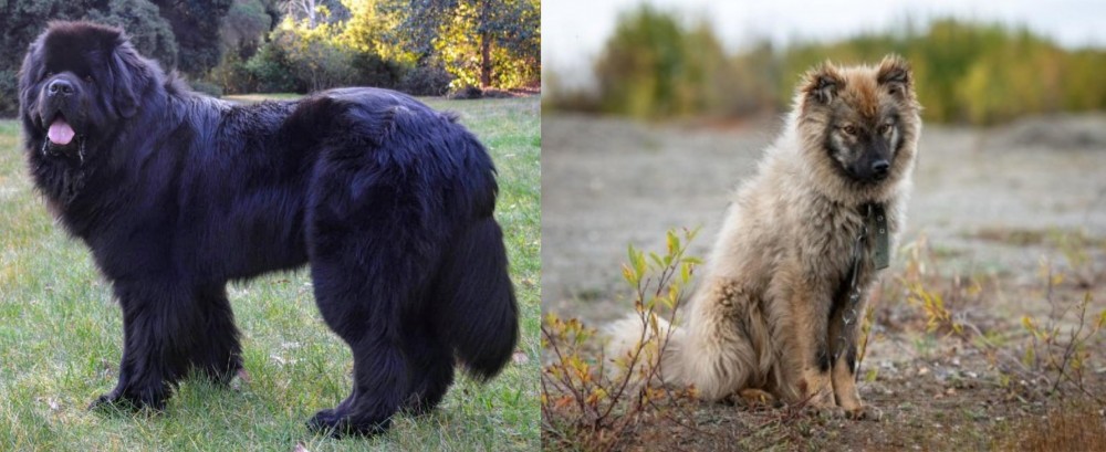 Nenets Herding Laika vs Newfoundland Dog - Breed Comparison