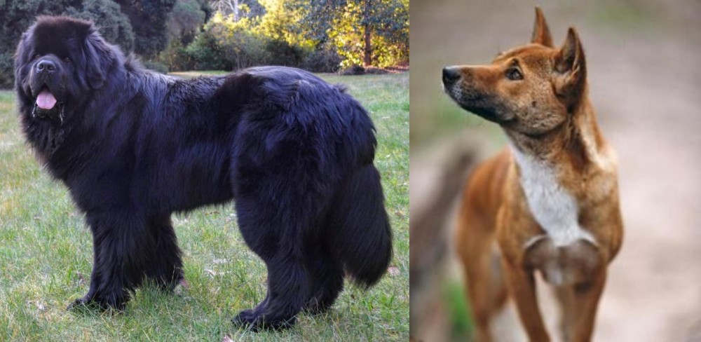 New Guinea Singing Dog vs Newfoundland Dog - Breed Comparison