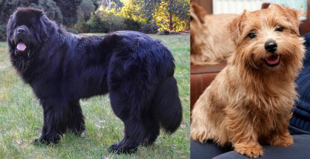Norfolk Terrier vs Newfoundland Dog - Breed Comparison