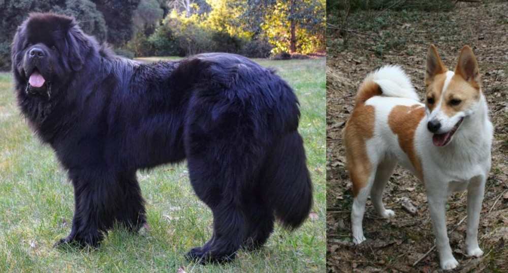 Norrbottenspets vs Newfoundland Dog - Breed Comparison