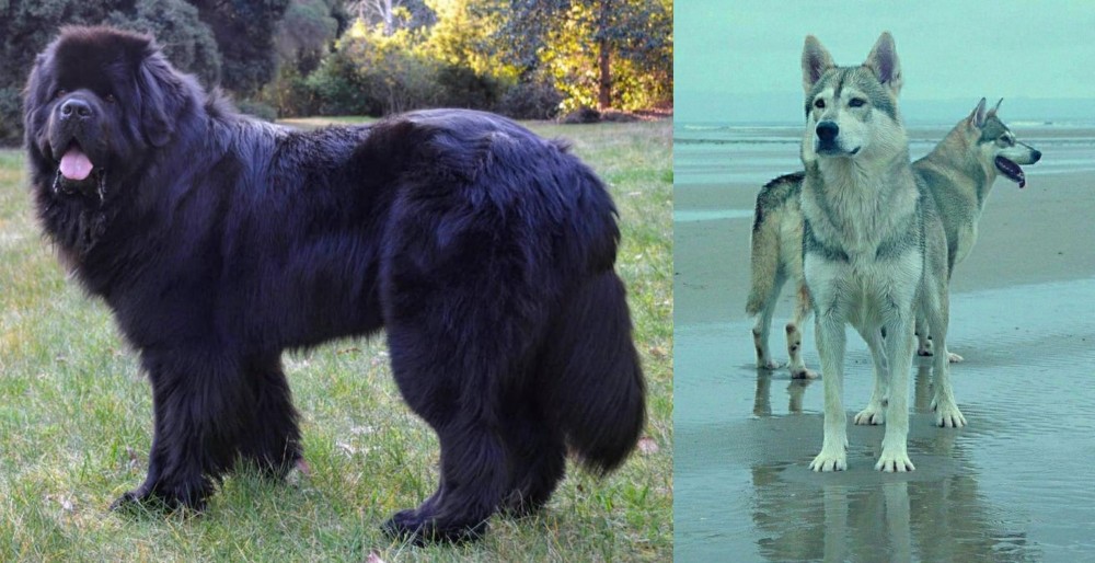 Northern Inuit Dog vs Newfoundland Dog - Breed Comparison