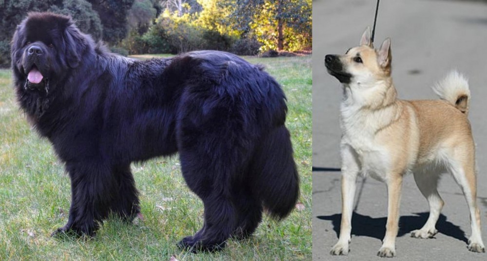 Norwegian Buhund vs Newfoundland Dog - Breed Comparison