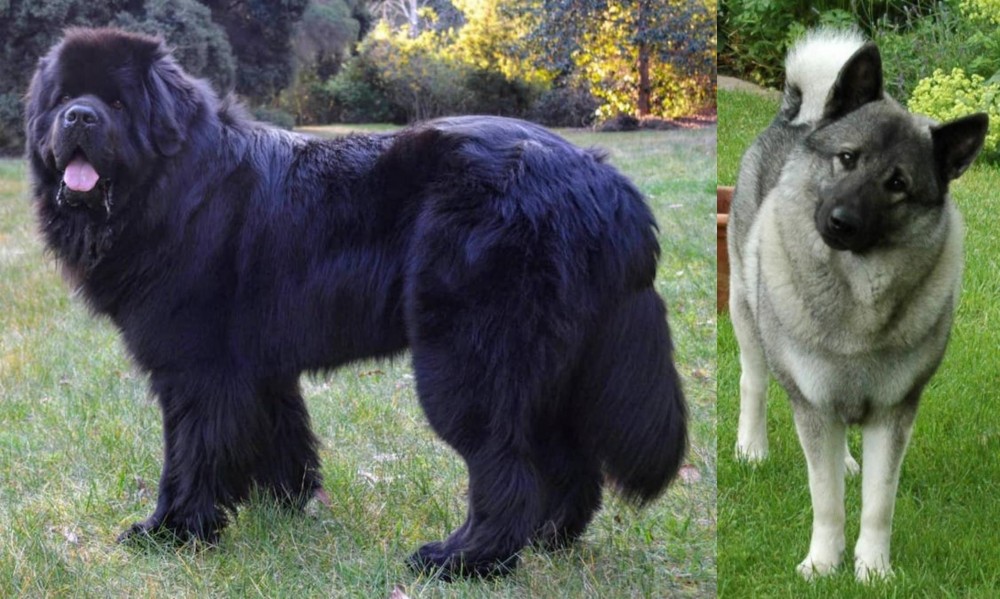 Norwegian Elkhound vs Newfoundland Dog - Breed Comparison