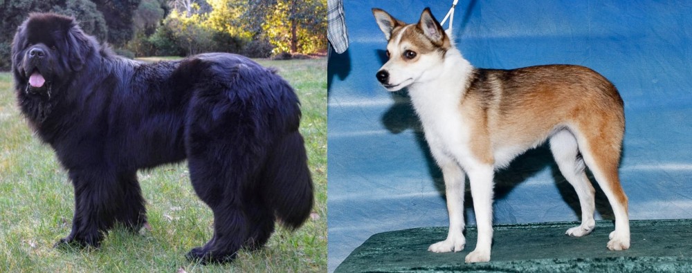 Norwegian Lundehund vs Newfoundland Dog - Breed Comparison