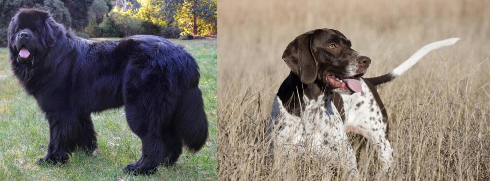 Old Danish Pointer vs Newfoundland Dog - Breed Comparison