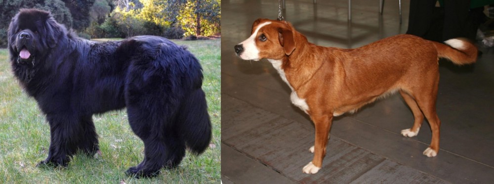 Osterreichischer Kurzhaariger Pinscher vs Newfoundland Dog - Breed Comparison