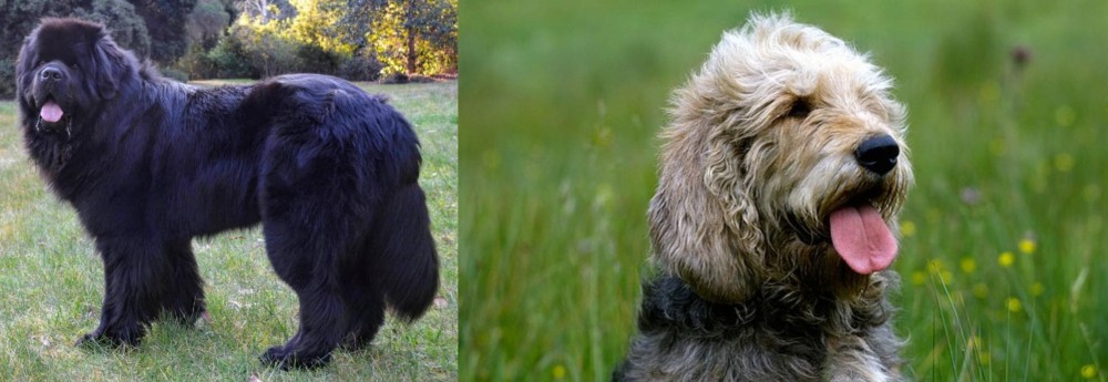 Otterhound vs Newfoundland Dog - Breed Comparison