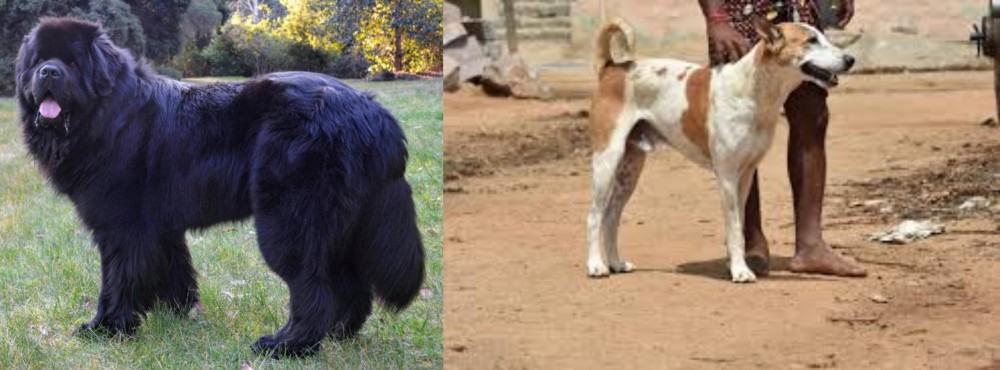 Pandikona vs Newfoundland Dog - Breed Comparison