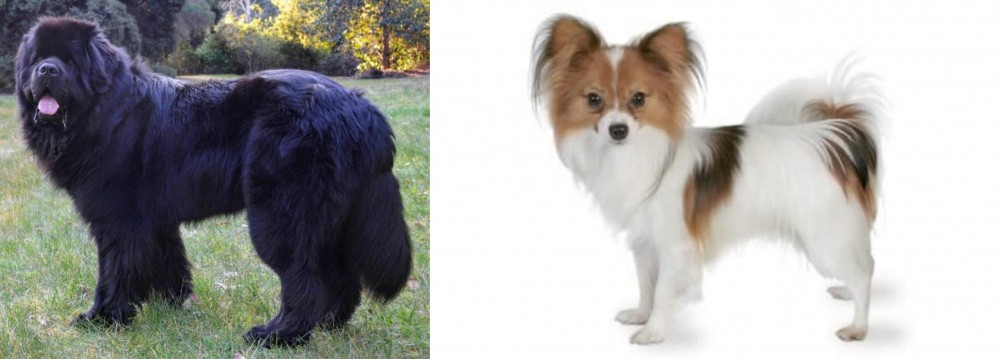 Papillon vs Newfoundland Dog - Breed Comparison