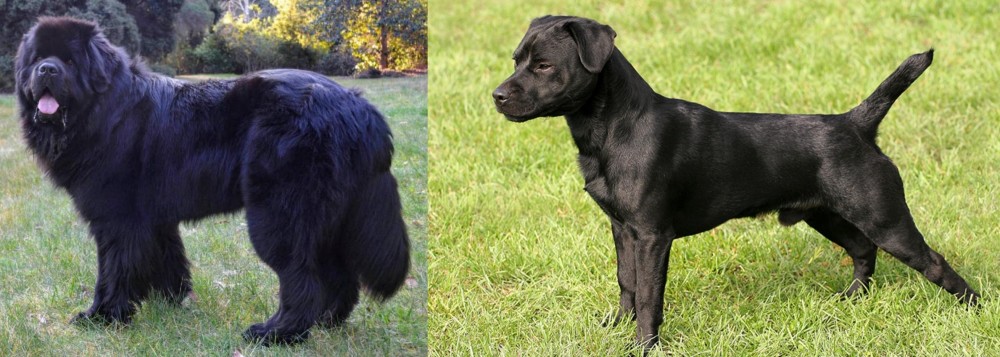 Patterdale Terrier vs Newfoundland Dog - Breed Comparison