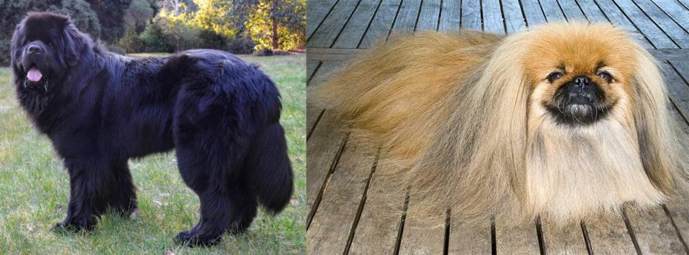 Pekingese vs Newfoundland Dog - Breed Comparison