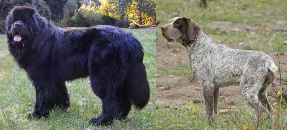 Perdiguero de Burgos vs Newfoundland Dog - Breed Comparison