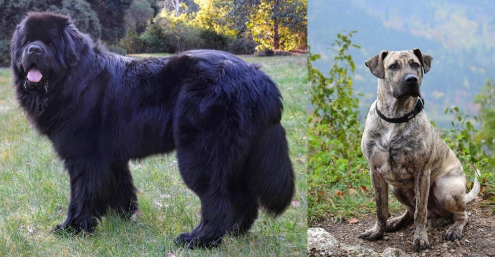 Perro Cimarron vs Newfoundland Dog - Breed Comparison