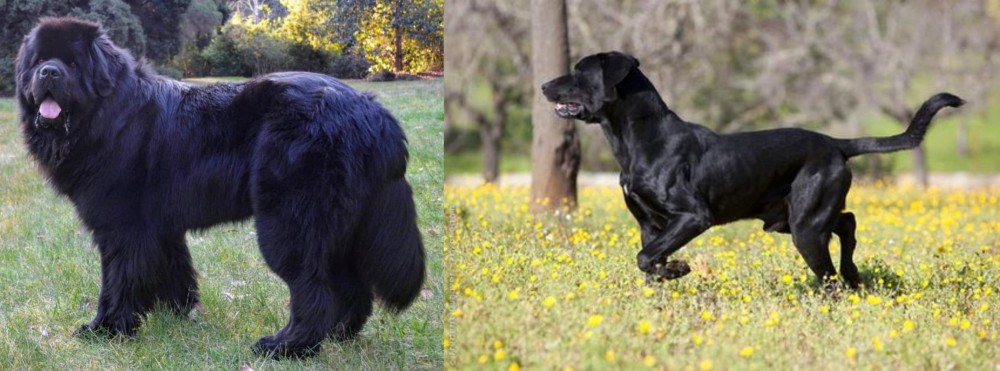 Perro de Pastor Mallorquin vs Newfoundland Dog - Breed Comparison