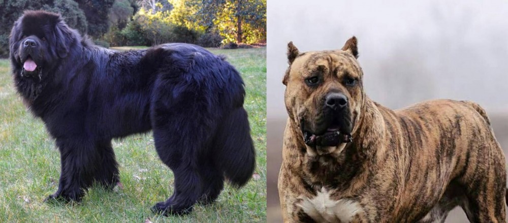 Perro de Presa Canario vs Newfoundland Dog - Breed Comparison
