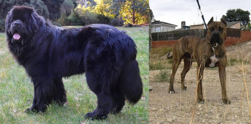 Perro de Toro vs Newfoundland Dog - Breed Comparison