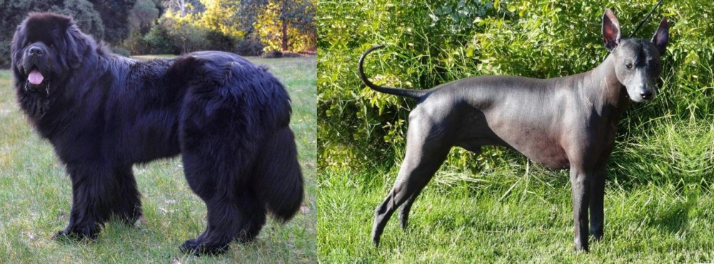 Peruvian Hairless vs Newfoundland Dog - Breed Comparison