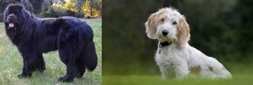 Petit Basset Griffon Vendeen vs Newfoundland Dog - Breed Comparison