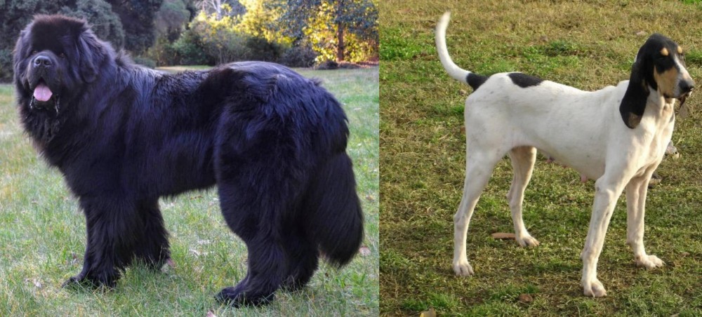 Petit Gascon Saintongeois vs Newfoundland Dog - Breed Comparison