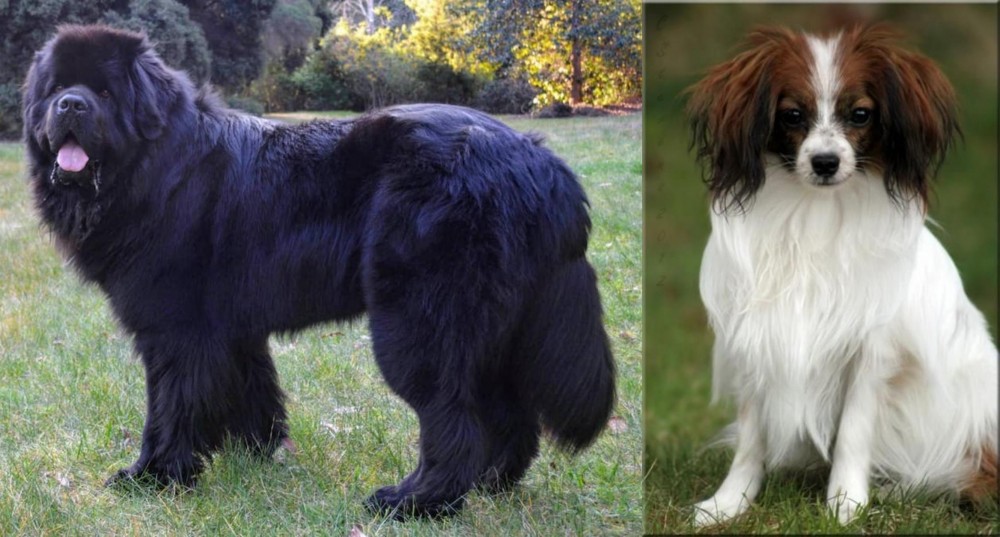 Phalene vs Newfoundland Dog - Breed Comparison