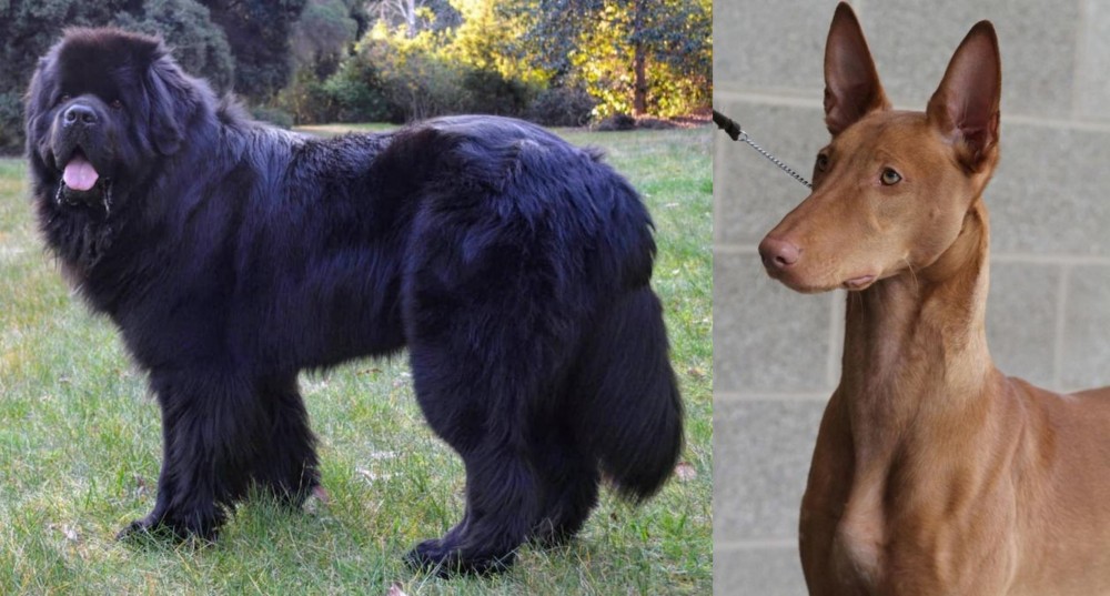 Pharaoh Hound vs Newfoundland Dog - Breed Comparison