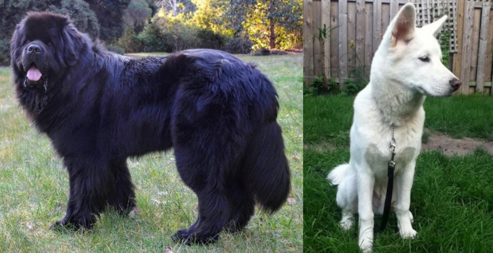 Phung San vs Newfoundland Dog - Breed Comparison