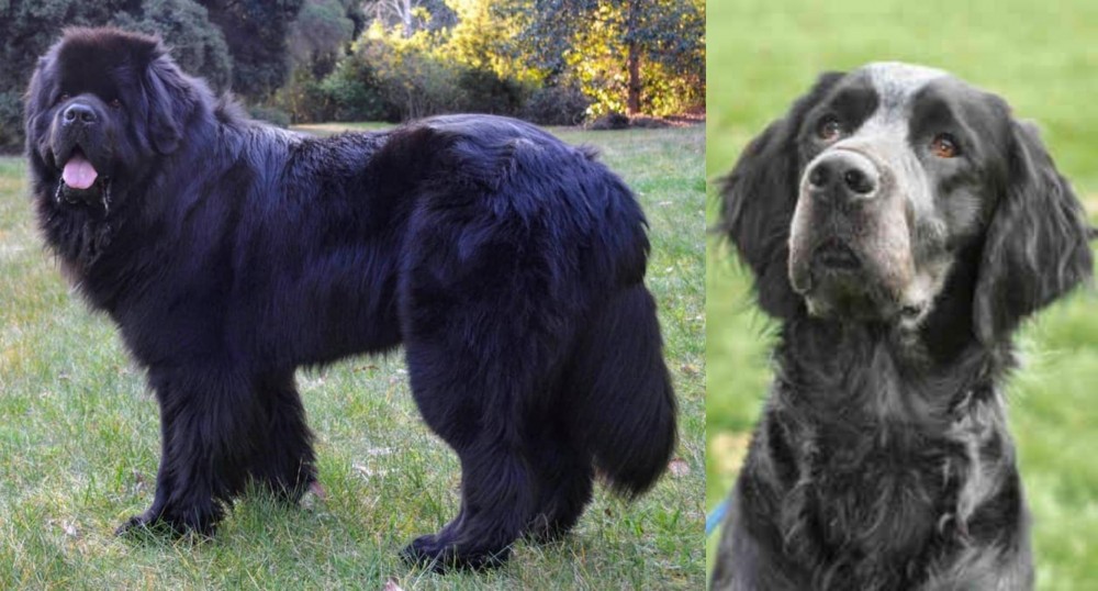 Picardy Spaniel vs Newfoundland Dog - Breed Comparison
