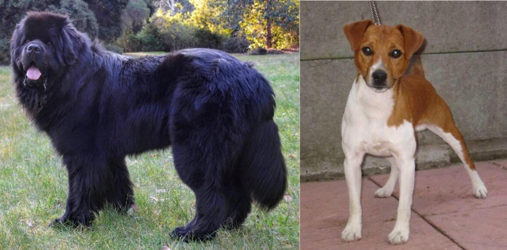 Plummer Terrier vs Newfoundland Dog - Breed Comparison
