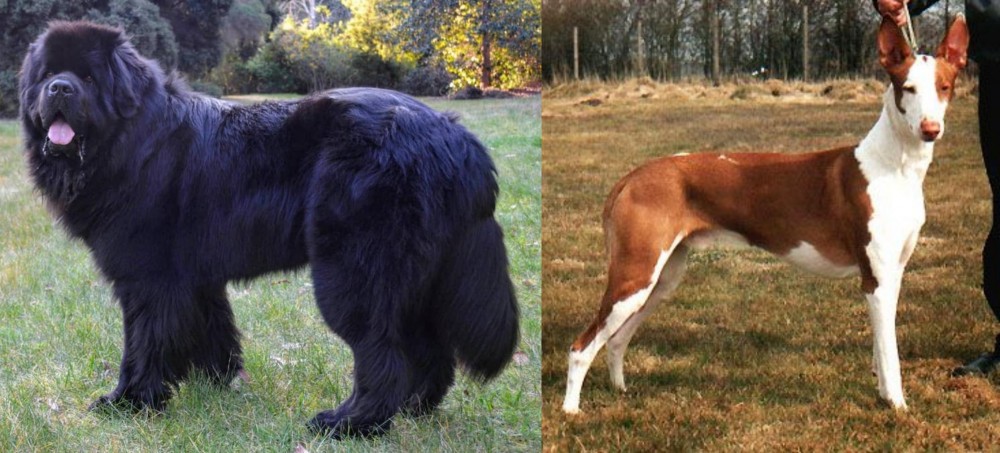 Podenco Canario vs Newfoundland Dog - Breed Comparison