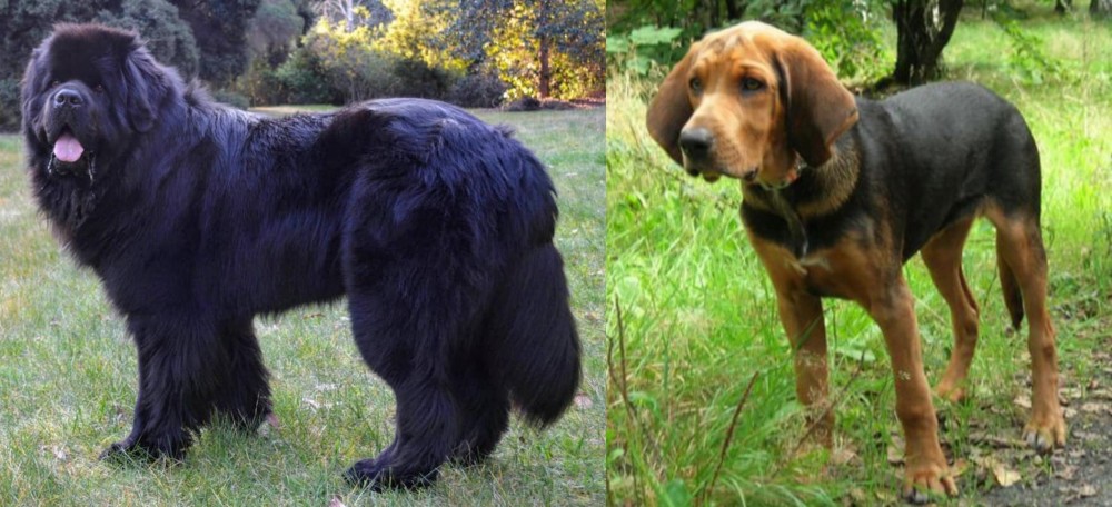 Polish Hound vs Newfoundland Dog - Breed Comparison