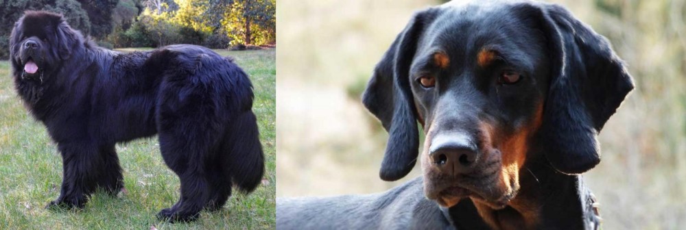 Polish Hunting Dog vs Newfoundland Dog - Breed Comparison
